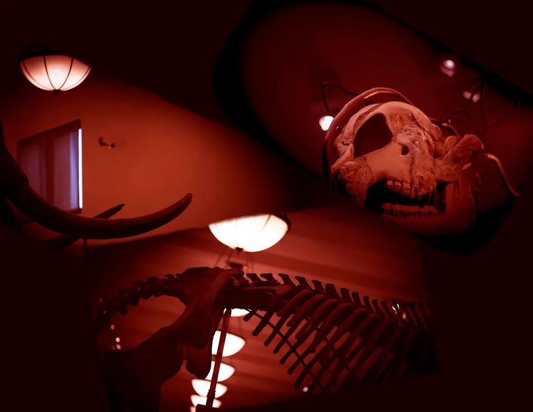 Tea Time For Tea Rex I Am Not A Robot — reibman david05